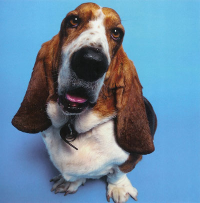 Hound Dog