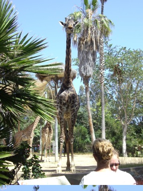 Giraffes!
