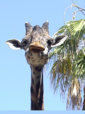 Giraffes!