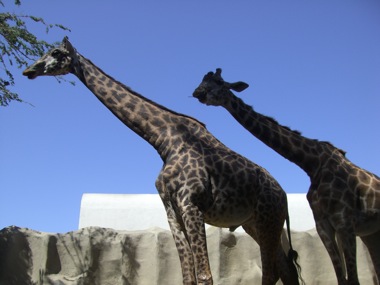 Giraffes!