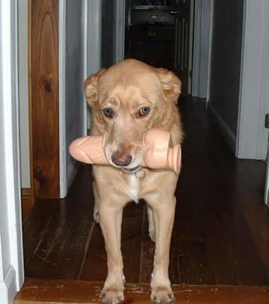 Doggie Treats